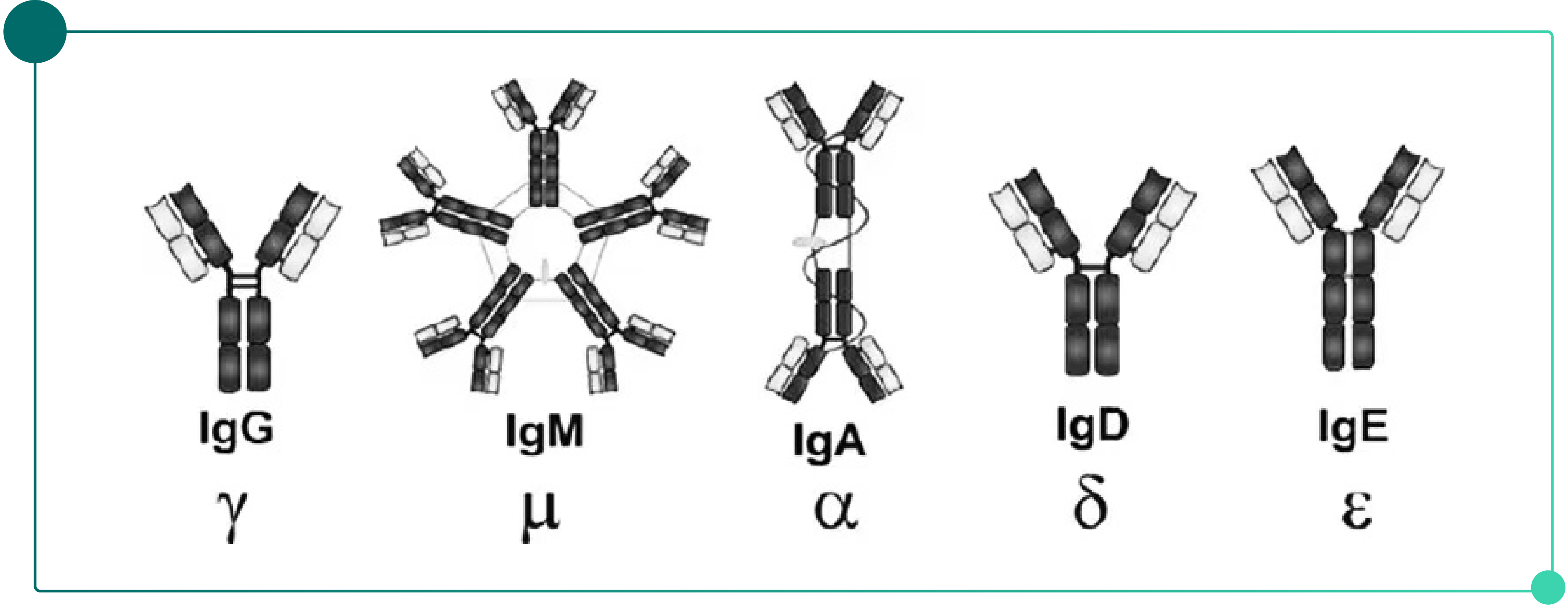 Introduction to Antibody Purification-pic-02